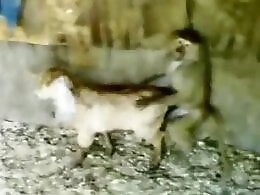 Free bestiality and zoophilia porn