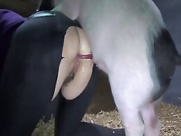 Zoophilia porn and animal sex