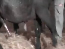 Zoo Zoo Sex Porn