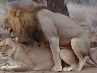 Free bestiality and zoophilia porn