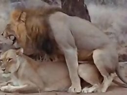 Animal porn and zoo sex
