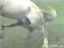 XXX bestiality zoo porn