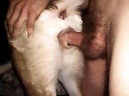 DogSex