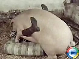 Zoo Zoo Sex Porn