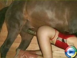 Animal porn and bestiality