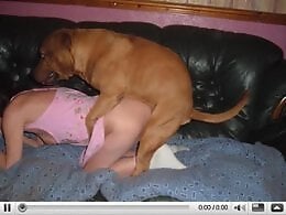 Animal porn and bestiality