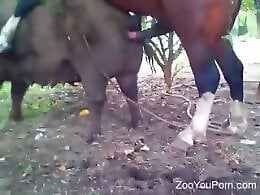 ZooPornYou