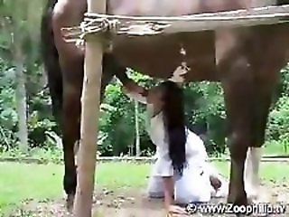 Zoo Zoo Sex Porn