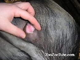 Zoo porn and zoo sex video